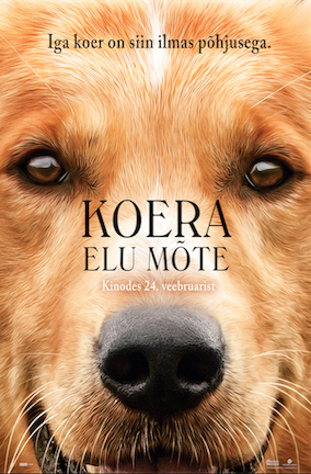 Koera elu mõte