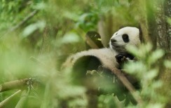 PANDA VARDU MĖNULIS