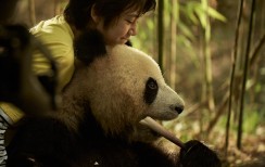 PANDA VARDU MĖNULIS