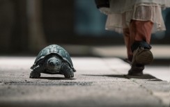 MOMO IR LAIKO PASLAPTIS