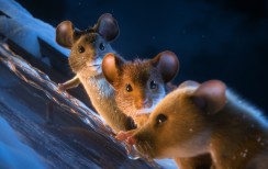 Kā pelēni Ziemassvētkus izbojāja